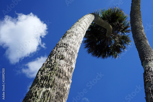 Palme