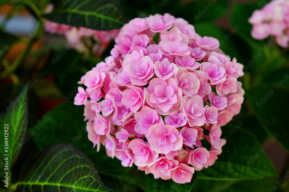 Hydrangea macrophylla 'You & me Love' with intricate pink double flowers. Close-up photo of a blossming flower head in a shade garden. Hydrangea macrophylla 'You & me Love' with intricate pink double flowers. Close-up photo of a blossming flower head in a shade garden.