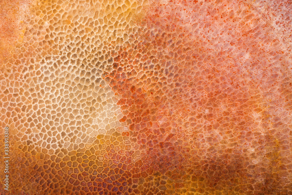 Close-up yellow-red colors texture of a fossilized sea sponge with a cellular structure