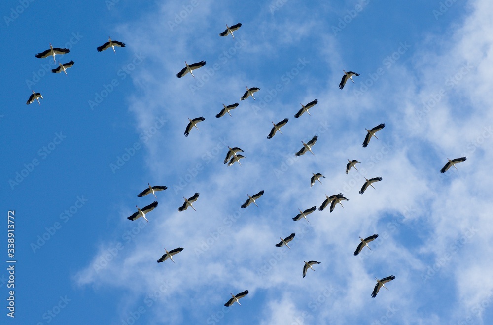 Fototapeta premium Fliegen Sie über eine Herde Störche in einem blauen Himmel mit Wolken