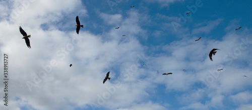 Fliegen Sie über eine Herde Störche in einem blauen Himmel mit Wolken
