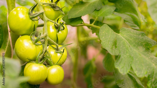 tomato plants in greenhouse. Green tomatoes plantation. Organic farming, young tomato plants growth in greenhouse.first harvest vine mature bush in a garden. Horticulture.
