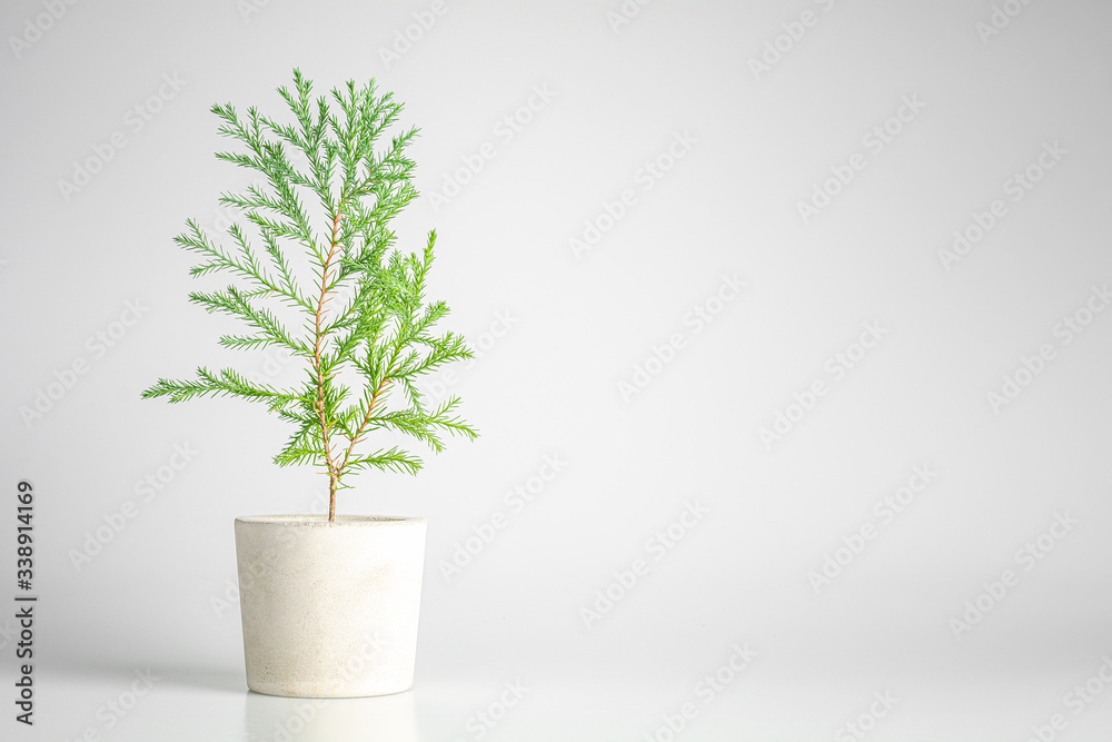 small green christmas pine plant in a pot.
