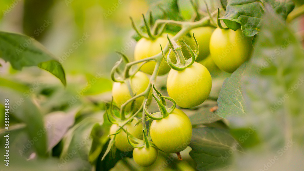 green tomatoes growing in the greenhouse. unripe tomatoes hanging on a branch. organic farming.first harvest vine mature bush in a garden. Horticulture.