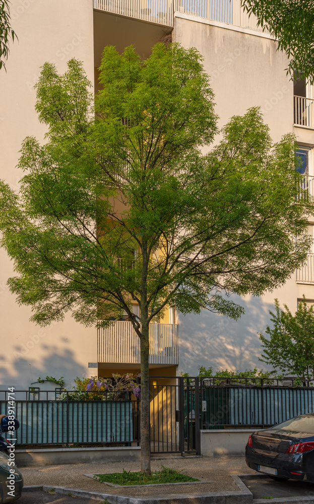 Obraz premium Gennevilliers, France - 04 11 2020: Park with flowering trees in spring