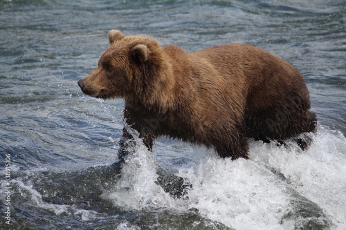 Young Alaskan brown bear walking in a river