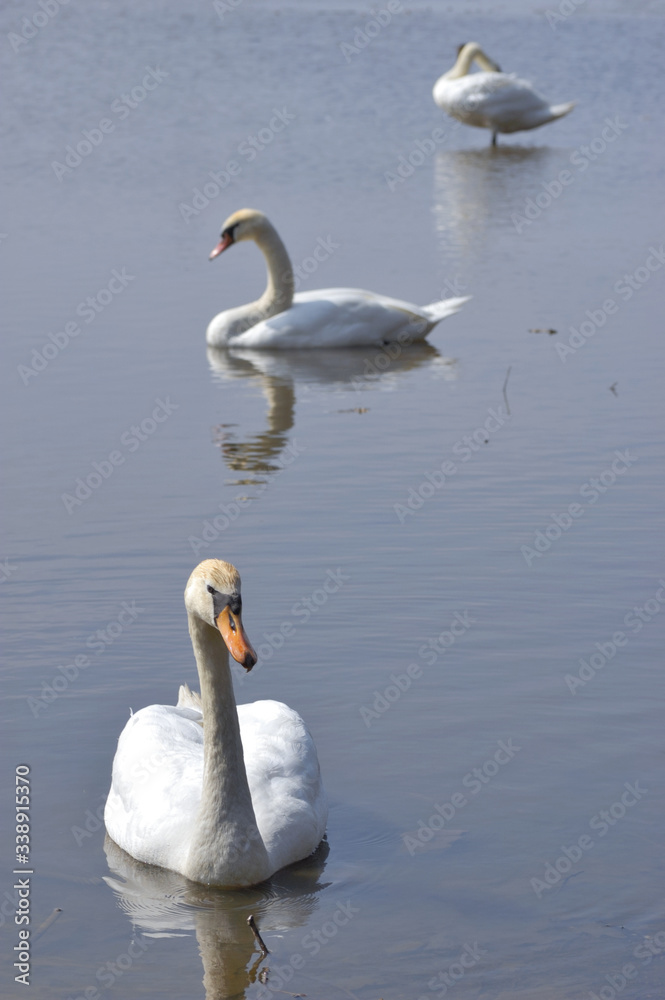 Three swiming swans. Swans are birds of the family Anatidae within the genus Cygnus. The swans closest relatives include the geese and ducks. Three swiming swans. Swans are birds of the family Anatidae within the genus Cygnus. The swans closest relatives include the geese and ducks.
