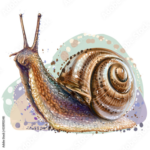Snail. Realistic, color, artistic portrait of a grape snail on a white background in watercolor style.