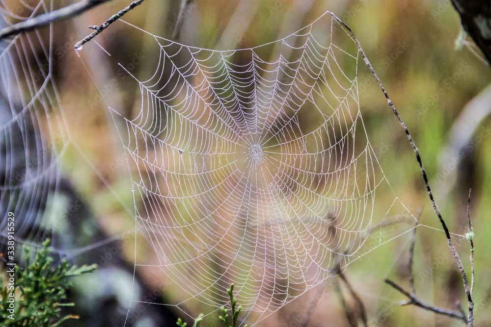 spider web in the morning