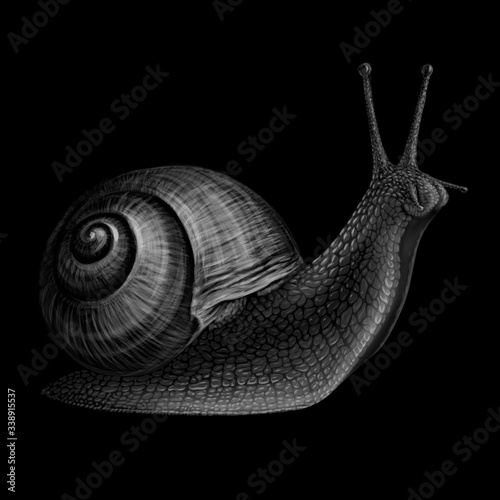 Snail. Realistic, black-and-white, artistic portrait of a grape snail on a black background.