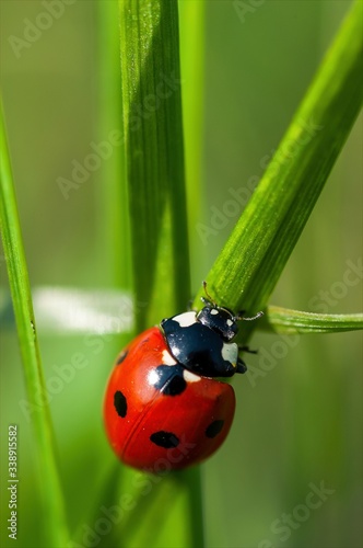 Red ladybug on a green grass leaf on a sunny May day. Coccinellidae is a widespread family of small beetles. Springtime.