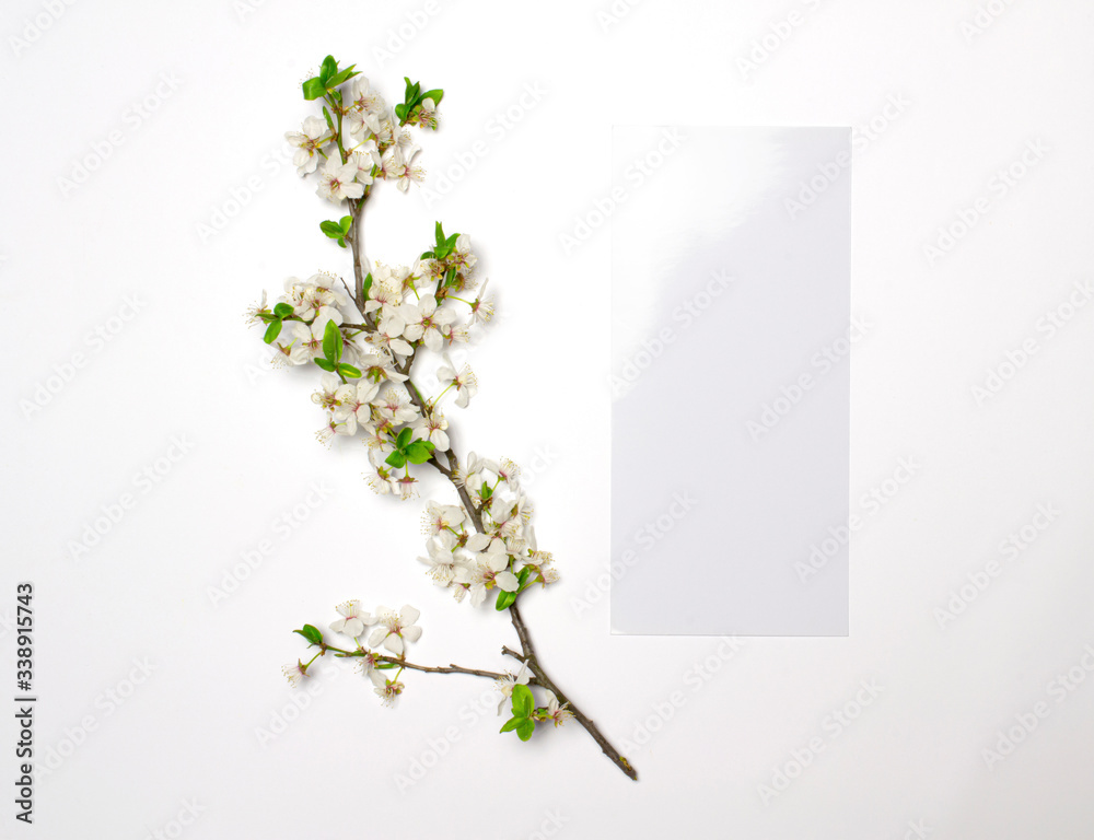 Blossoming branch with green leaves and blank flyer isolated on white background as template for graphic resources