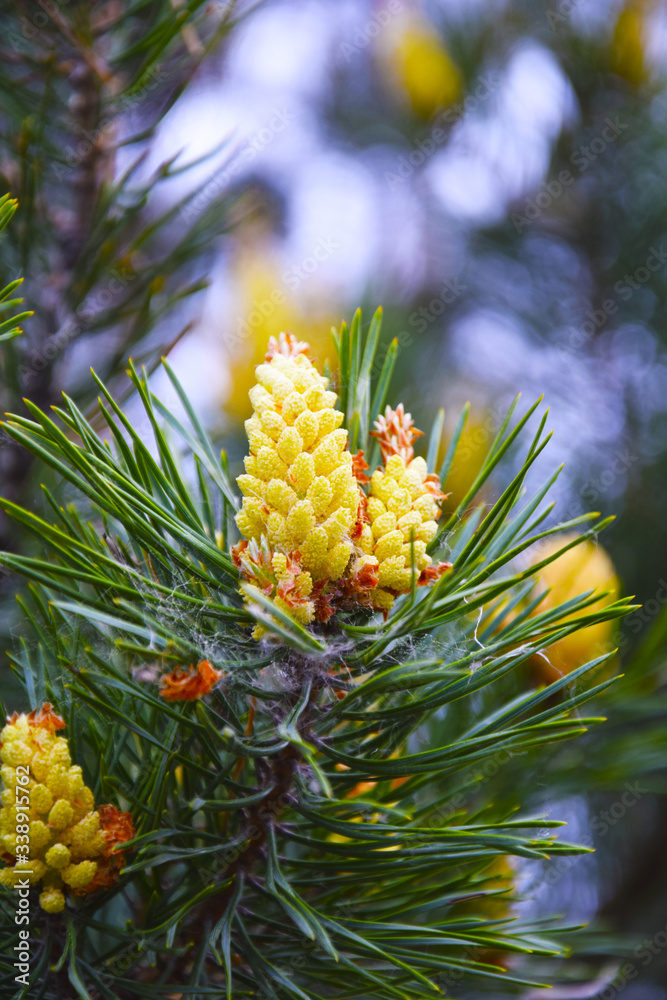 Flowers of European spruce (lat. Pícea ábies). Bright, yellow inflorescences on spiny, green branches. Flowers of European spruce (lat. Pícea ábies). Bright, yellow inflorescences on spiny, green branches.