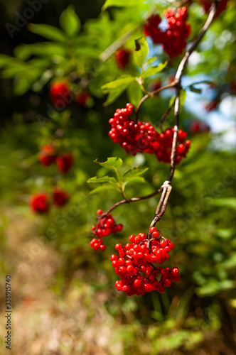 Fresh red rowan on a branch among green leaves. Sorbus aucuparia, commonly called rowan and mountain-ash, is a species of deciduous tree or shrub in the rose family. Sunny summer day in the forest.