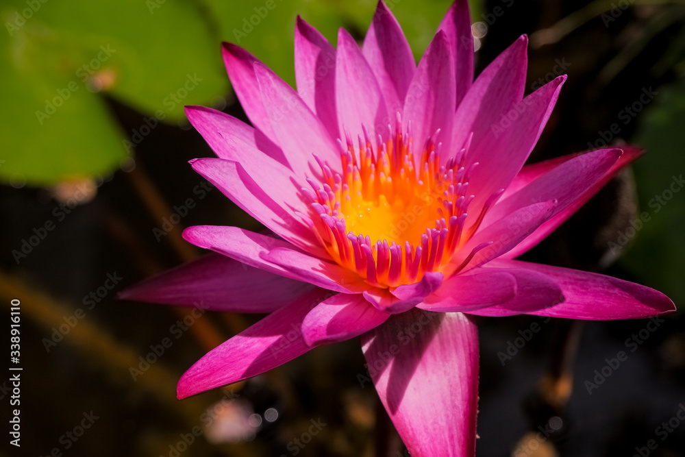 Blooming pink water lily.Lotus flowers that open flowers in summer morning after rain.lotus flower and leaves in pond, lake.Water lily, surrounded by a blanket of green lily pads in a dark pond Blooming pink water lily.Lotus flowers that open flowers in summer morning after rain.lotus flower and leaves in pond, lake.Water lily, surrounded by a blanket of green lily pads in a dark pond