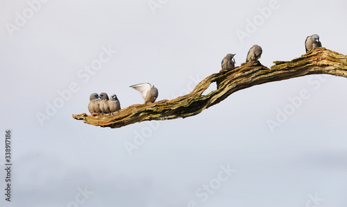 Group of ashy woodswallows birds perched in a branch i Periyar lake in Periyar national park, India photo