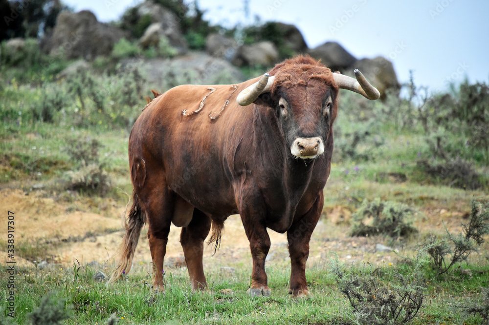 horns of strong bull