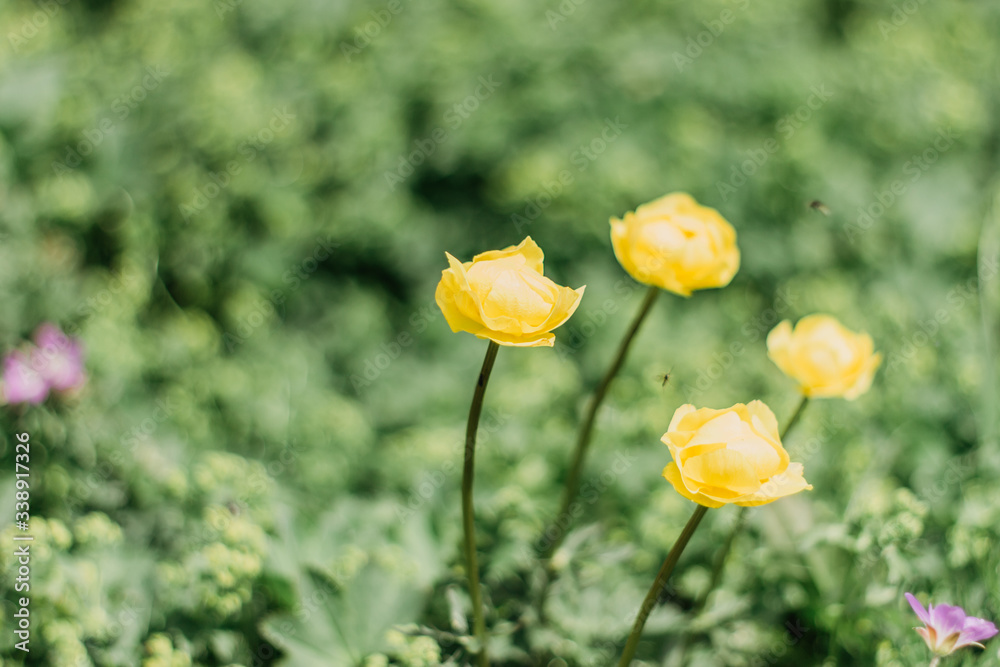 Obraz premium Yellow flowers in a spring meadow. Flowers close up. Natural bokeh background. Fresh green grass. Field of blooming yellow flowers. Selective focus. Botanical photography