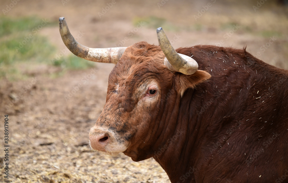 toro bravo español en el campo toro bravo español en el campo
