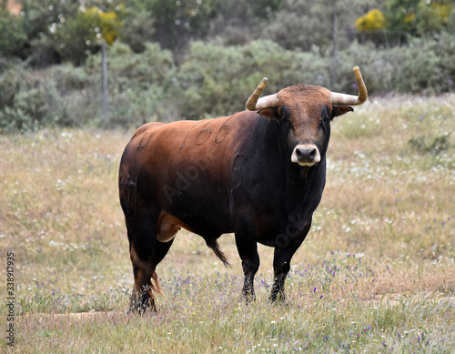 toro bravo español en el campo