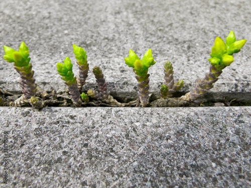 Fotografie, Obraz Plant Growing Between Paving Stones