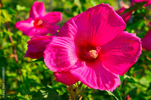 Big pink blooming flower. Background for gardeners.