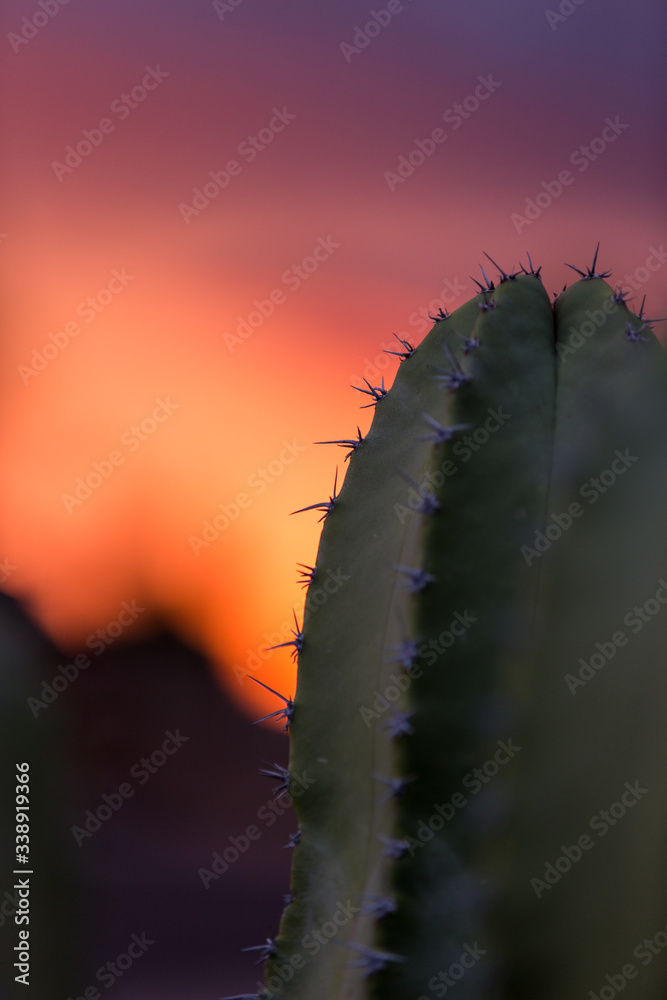 Naklejka premium cactus in sunset, sunset, Arizona