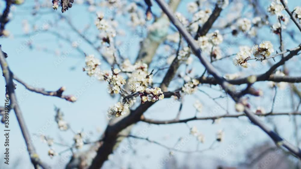 Brunch of blooming plum, shallow depth of field, slow motion Brunch of blooming plum, shallow depth of field, slow motion