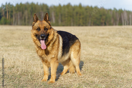 Adult German Shepard on the grass outdoor © Maria Tatic