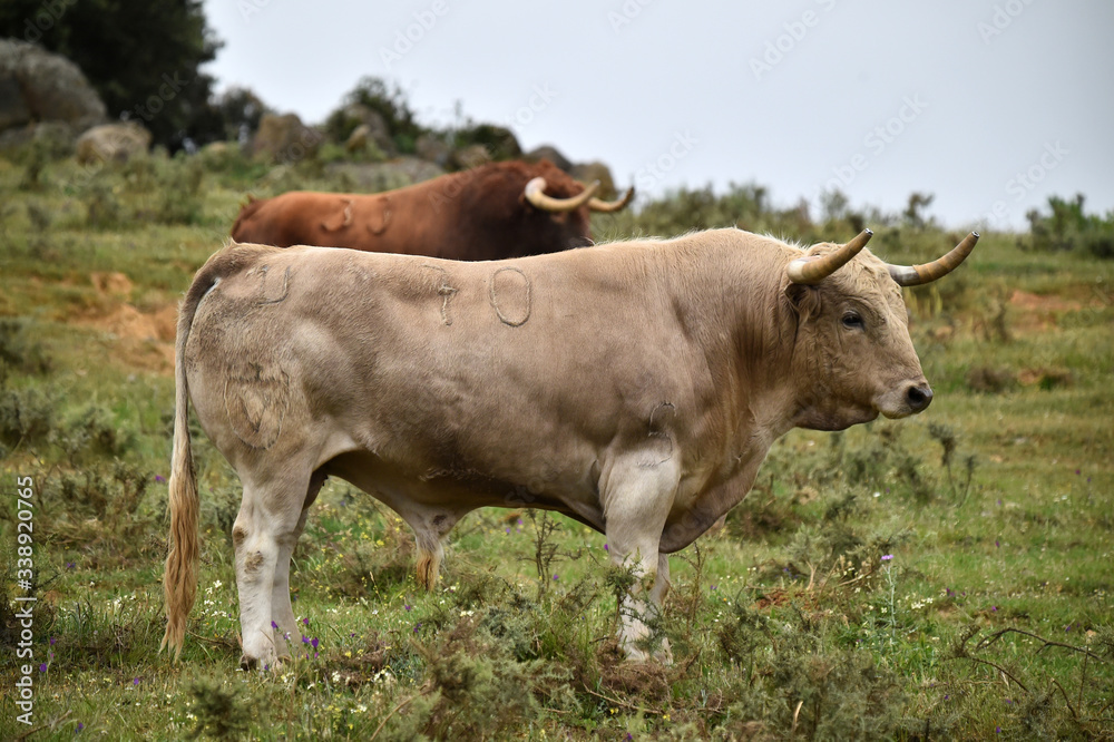 toro bravo español en el campo