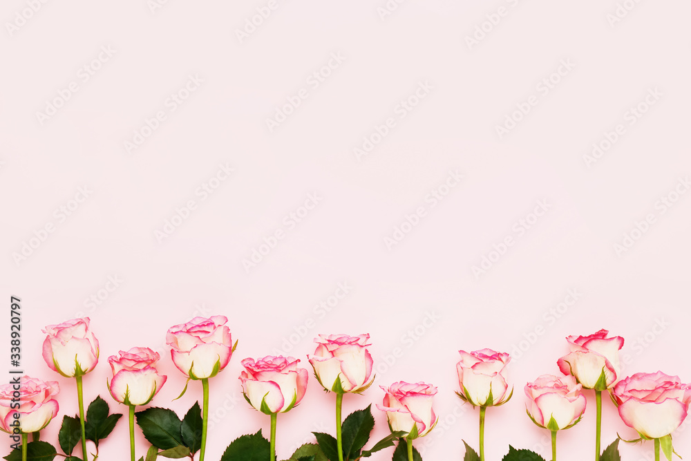 Pink roses border on pink background. Mothers day, Valentines Day, Birthday celebration concept. Copy space, top view