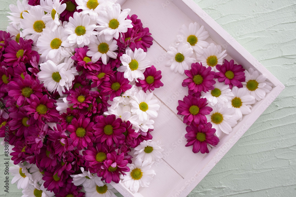 burgundy and white chrysanthemums lie on a wooden tray