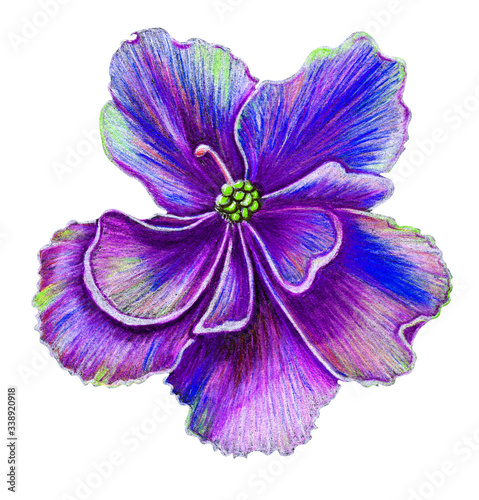 Fototapeta Naklejka Na Ścianę i Meble -  Tender violet flower isolated on white background. Hand   drawn coloredpencils art. Botanical illustration.