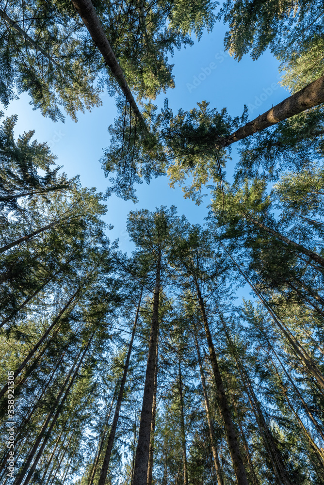 Fototapeta premium trees in the woods