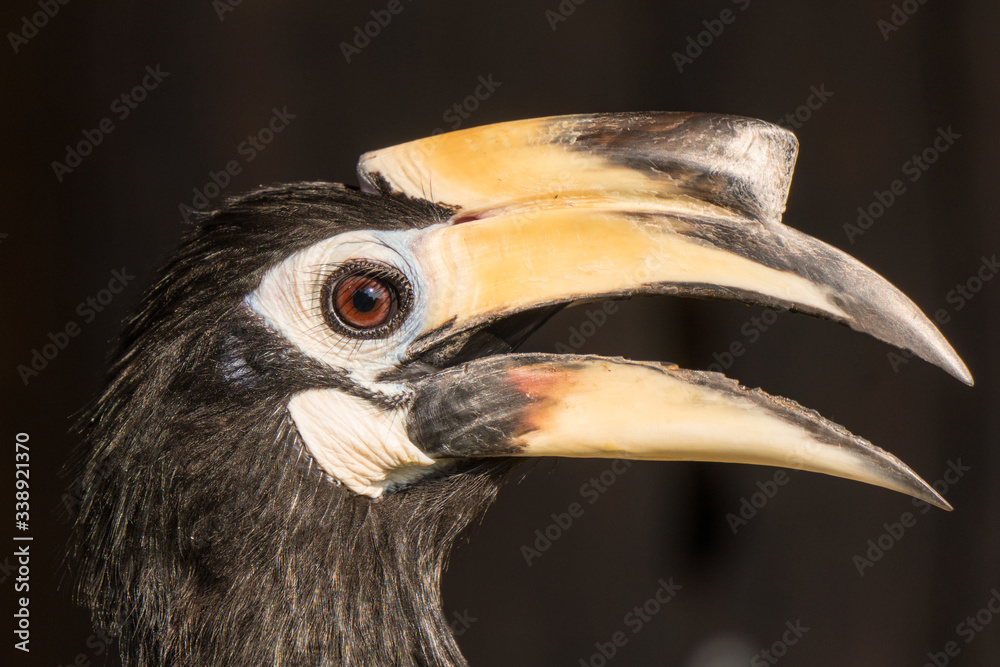 Fototapeta premium Oriental Pied Hornbill, Wildlife Alliance Release Station, Chi Phat, Cambodia