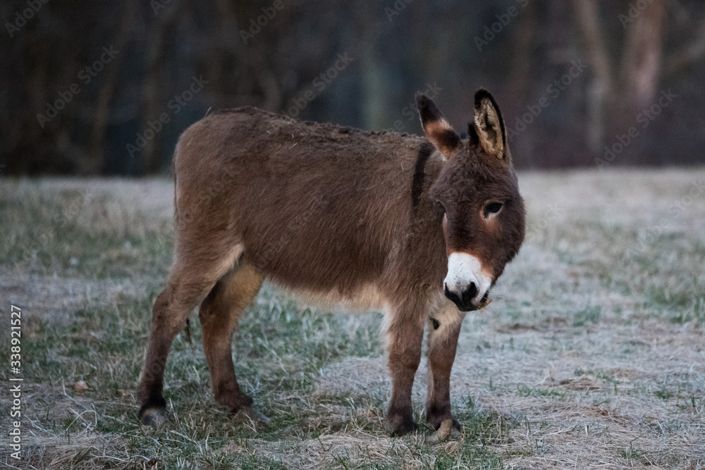 Fototapeta premium donkey 