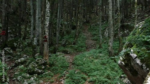 A trees in a forest in slovenia photo