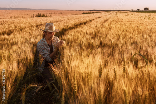 Agronomist farmer is inspecting ripening ears of wheat in field