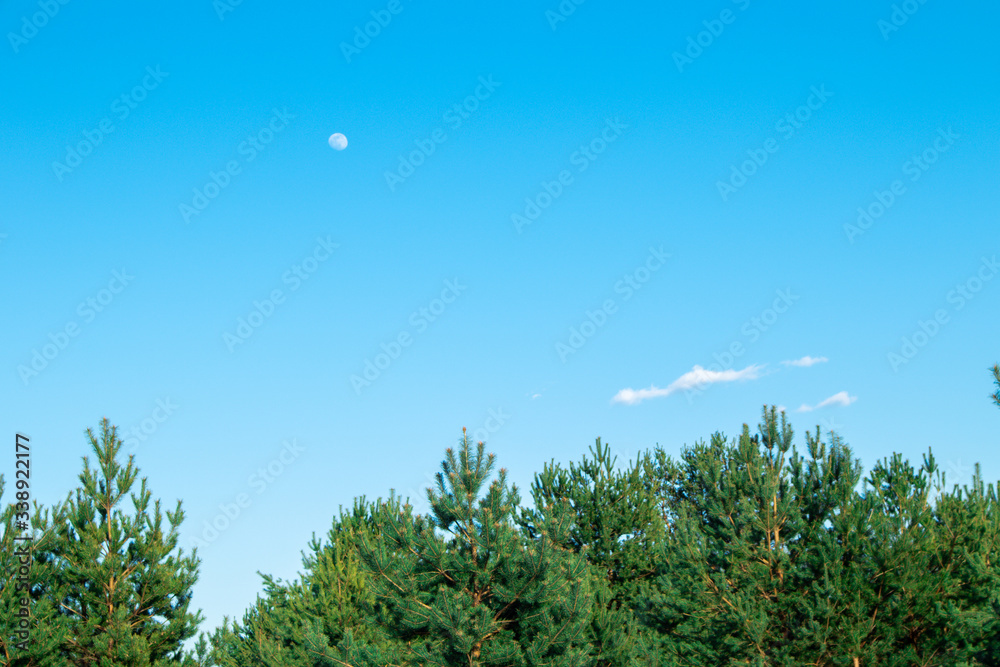 Fototapeta premium It is getting party. Blue sky. Moon. The young moon. Transparent moon. The moon on the background of trees. Pine forest.