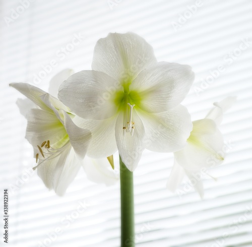 Weisse Amarillo blumen