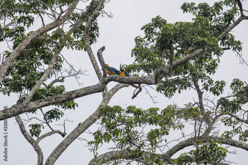 Fototapeta premium Parabas SI MG