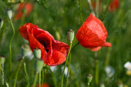 Rote Mohnblume auf Frühlingswiese