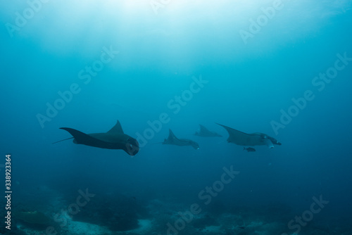 Group Manta rays in komodo national park 