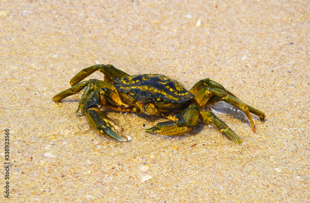 The crab crawled out in shallow water. Yellow sand. Not strong waves.