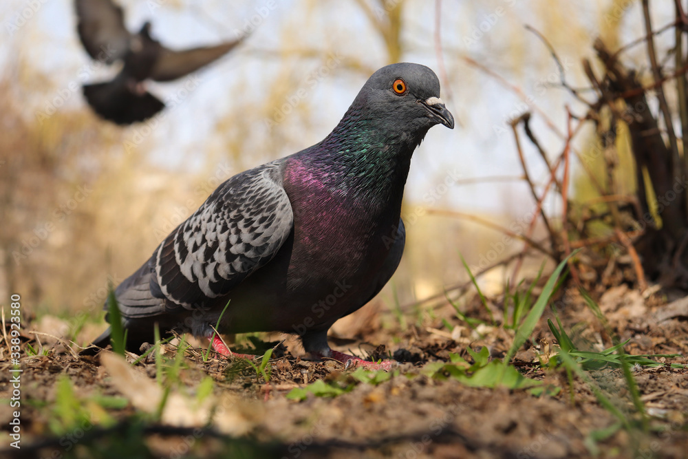 Wild dove walks through the grass of a city park in search of food Wild dove walks through the grass of a city park in search of food
