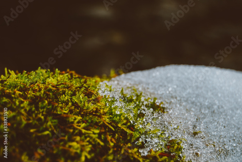 moss on a stone with melting snow