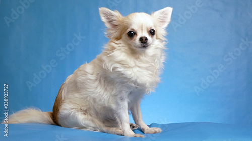beautiful cute fluffy white Chihuahua dog posing on blue background © slayer87