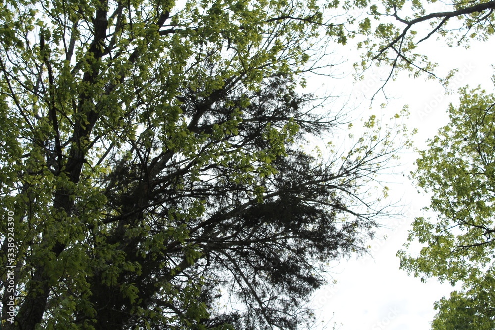 Shades of Spring Shades of Spring