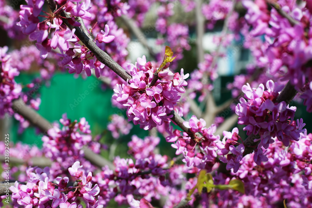 Selective focus branch of blooming cherry tree. Purple flowers on the branch. Spring time concept.