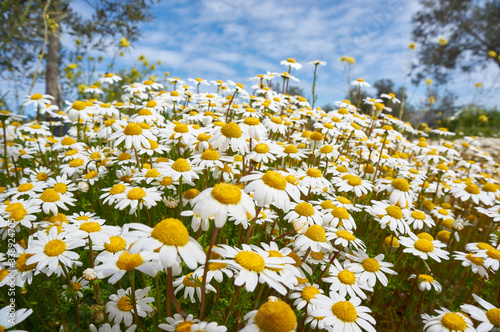 daisy flower meadow in antequera, Malaga. Spain